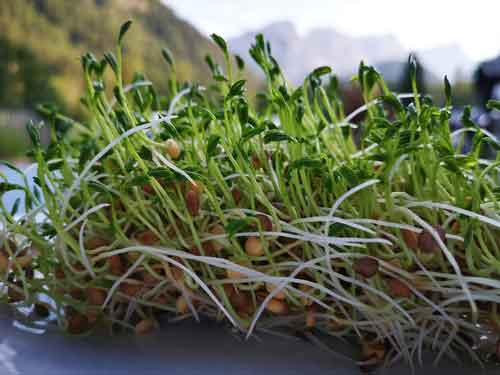 Lentil Sprouts